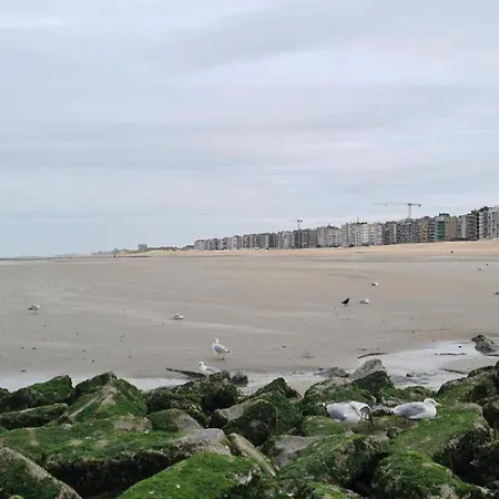 Near Sea And Dunes *
